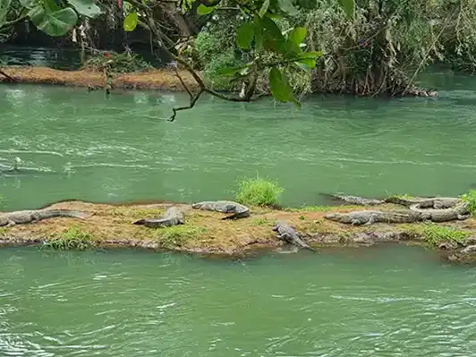 Crocodile Park
