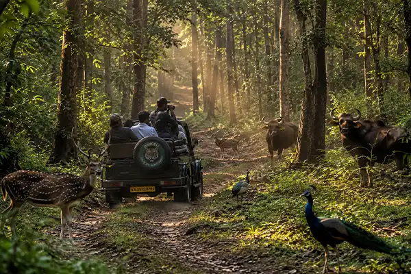 Jungle Safari