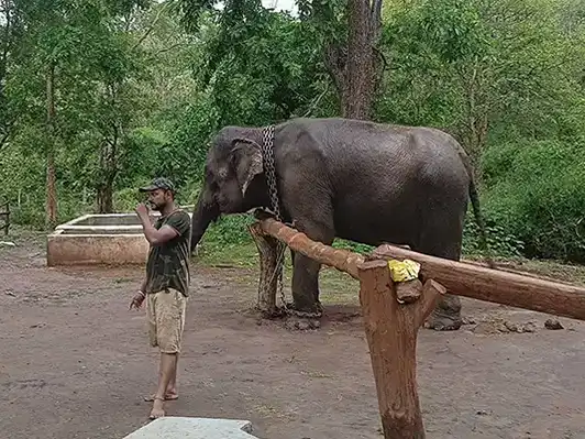 Panasoli Elephant Camp